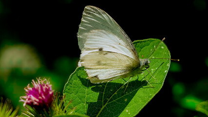 A cabbage white butterfly (Pieeris Rapae) resting on leaves