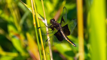 A dragonfly staying on branches