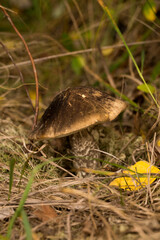 Harvesting forest mushrooms from ecologically clean places