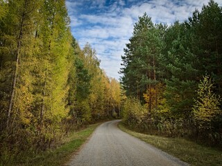 Forest road in autumn.