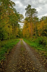 Forest road in autumn.