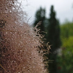 Twigs of the wig tree (Cotinus Mill.) in raindrops.