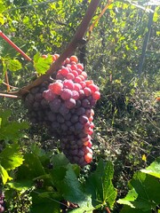 Vendanges