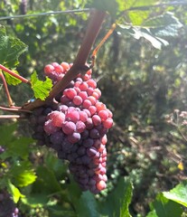Vendanges