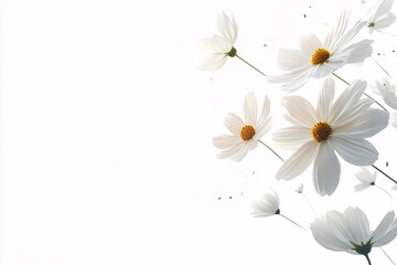 Naklejka premium White Cosmos Flowers: A Delicate Dance of Petals - Botanical Photography of Graceful Blooms in a Serene Setting. Discover the beauty of nature's elegance in this captivating floral image.