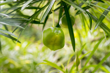 The yellow oleander (Thevetia perviana) fruit.