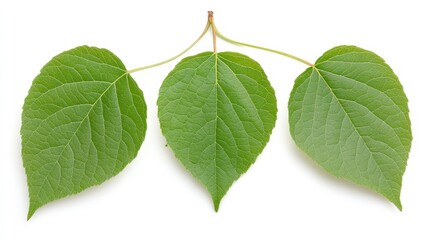 Fototapeta premium A close-up of three green leaves showcasing their intricate textures, suitable for nature-themed projects, eco-friendly campaigns, or as a background in designs promoting sustainability,
