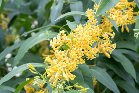 Beautiful Yellow Cestrum (Cestrum aurantiacum) flowers.