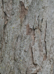 Beautiful close-up of the bark of populus violascens