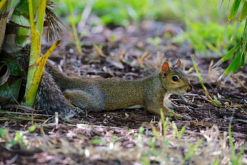 Grauhörnchen