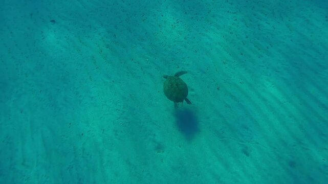 Top view of a Sea Turtle swimming over a sandy seabed and scratching its head with its front flipper, Wide-angle shot, Slow motion of Green Sea Turtle, Chelonia mydas
