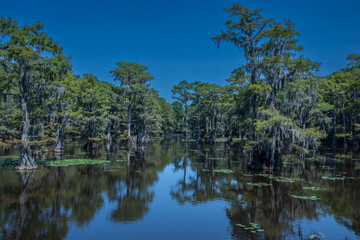 Mills Pond Overlook View Caddo Lake State Park, Texas