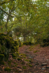 Serene Forest Path with Moss-Covered Walls