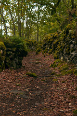 Obraz premium Mossy Stone Path Through Forest