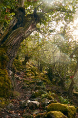 Serene Forest Path with Sunlight