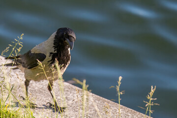 A gray crow walks along the pond