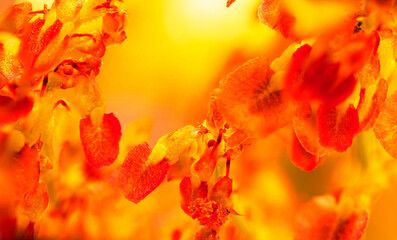 Beautiful abstract background inside the flower head