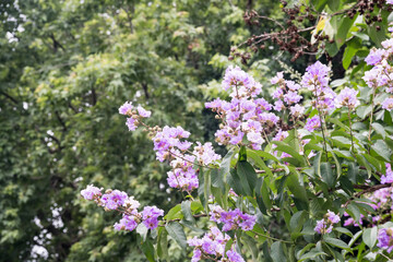 Beautiful  Giant Crape Myrtle (lagerstroemia speciosa) flowers.