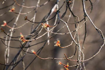 Male Silver Maple flowers showing anthers on styles. Spring background. Silver Maple (Acer saccharinum) flower buds opening, with a branches out of focus in the background. 