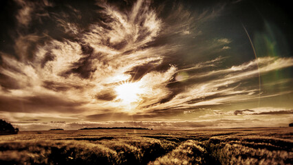 Obraz premium Grain in the field. Meadow at sunset dancing clouds