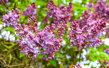 Beautiful pink purple butterfly lilac flowers in Germany.