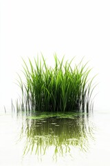Grass reflecting in still water.