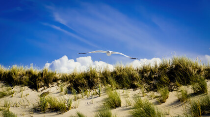 grass and sky and the bird 