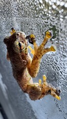 frog on a window close up