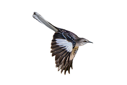 Northern Mockingbird (Mimus polyglottos) Photo, in Flight on a Transparent Isolated PNG Background