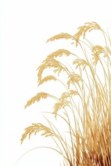 Naklejka premium Golden rice stalks against a white background.