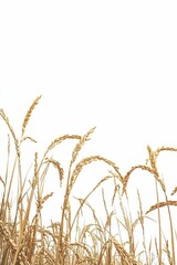 Fototapeta premium Golden rice stalks against white background.