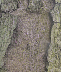 Beautiful close-up of the bark of kigelia africana