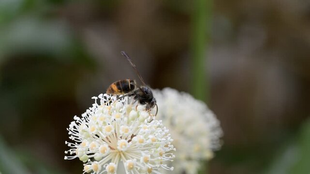 Close-up video of an Asian hornet on a white flower, highlighting its invasive presence in Europe.