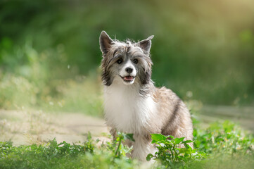 chinese crested dog beautiful puppy portrait standing on green blurred natural background