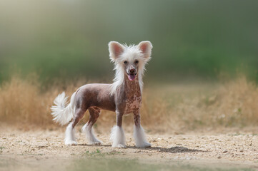 chinese crested dog beautiful puppy portrait standing on green blurred natural background