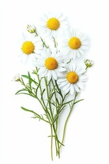 Fototapeta premium A bouquet of white daisies with yellow centers.
