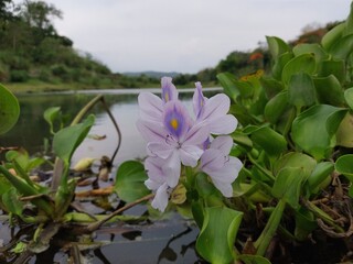 Water hyacinth flowers close up on green grass background