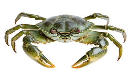 Green crab with claws isolated  on transparent background