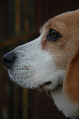 portrait of a dog in the park - 1