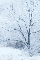 Winter Frost on Tree and Branches with Snow Cold Ice Frosty