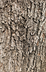 Bark texture of the common elm or field elm (Ulmus minor) as a design  background
