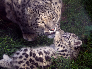 Mother and baby snow leopard communicate with each other. A snow leopard cub lies on its back and plays with its mother. Close-up.