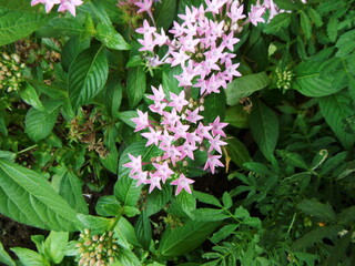 密集したピンク色のペンタスの花