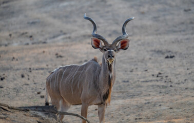Afrikanische Tiere Männlicher groß Kudu Strepsiceros im Krüger National Park - Kruger Nationalpark Südafrika