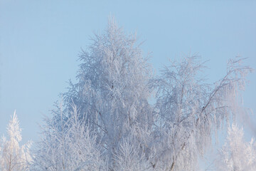 A tree covered in snow with a blue sky in the background