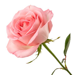 pink rose isolated on white background
