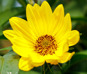 A yellow flower with a brown center