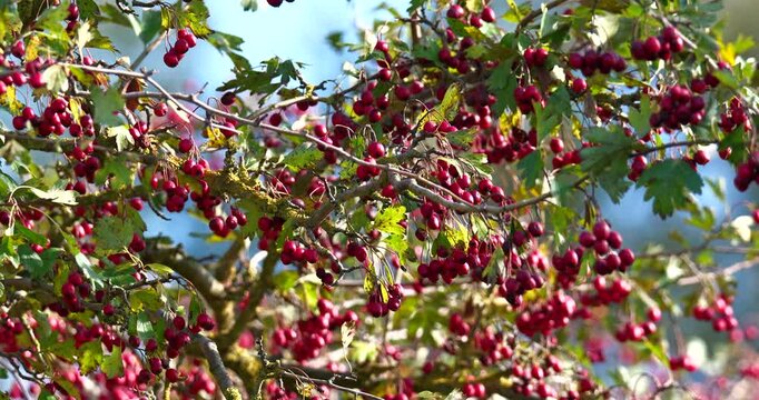Hawthorn tree during autumn, with red ripe berries ready to be picked, during a sunny autumn day
