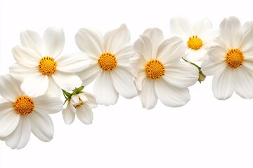 Obraz premium White Cosmos Flowers: Delicate Petals and Vibrant Yellow Centers
