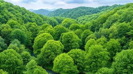 Lush Green Forest Landscape Promoting Carbon Trading and Sustainability Initiatives for Net Zero Outcomes and Environmental Conservation Efforts